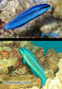 A new species of hybrid fish, the Indigo Dottyback is infuriating because it comes in a wide range of color options but neither "indigo" not "dottyback" appear to be included in these.