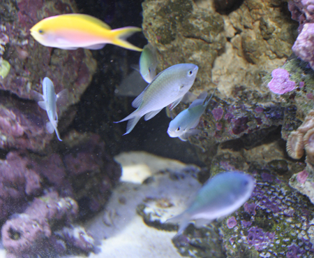 Most of the members of the Slimatron Collective (blue-green chromis), with anthias buddy.