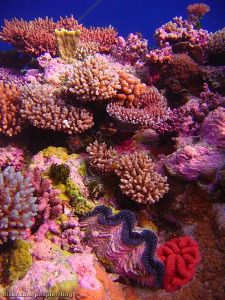 coral reef off of Australia